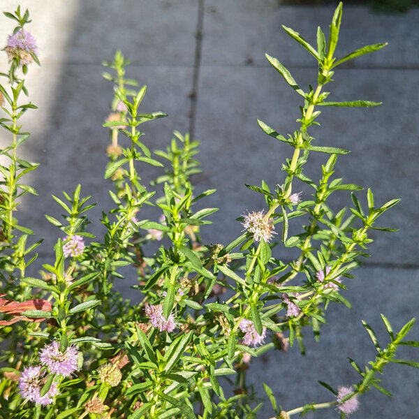 Poleo de ciervo (Mentha cervina) orgánica semillas