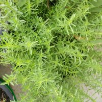 Poleo de ciervo (Mentha cervina) orgánica semillas