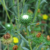 Grindelia (Grindelia robusta) orgánica semillas