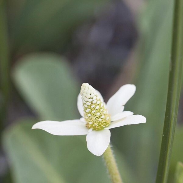 Hierba mansa (Anemopsis californica) Orgánica semillas