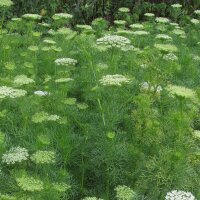 Viznaga / Visnaga (Ammi visnaga) orgánica semillas