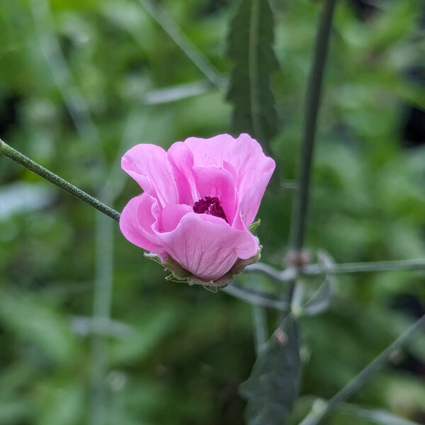 Matilla cañamera (Altaea cannabina) orgánica semillas