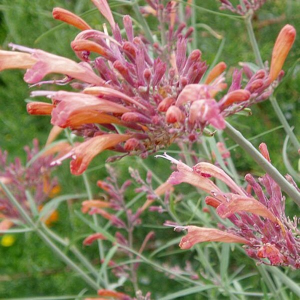 Agastache "Apache Sunset" (Agastache rupestris) orgánico semillas