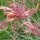 Agastache "Apache Sunset" (Agastache rupestris) orgánico semillas