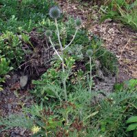 Cardo yesquero (Echinops ritro) orgánico