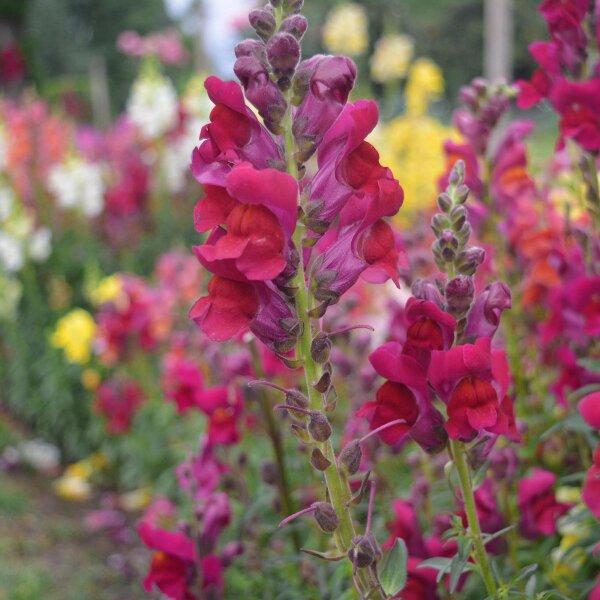 Boca de dragón (Antirrhinum majus) orgánica semillas