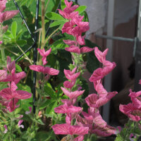 La gallocresta (Salvia viridis) orgánica semillas