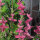 La gallocresta (Salvia viridis) orgánica semillas