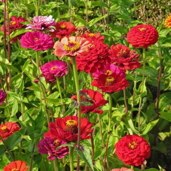 Zinia Dwarf Mix (Zinnia elegans) orgánica semillas