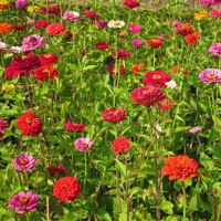 Zinia Dwarf Mix (Zinnia elegans) orgánica semillas