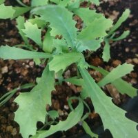 Chicalote (Argemone platyceras) orgánico semillas