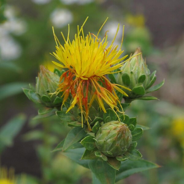 Cártamo (Carthamus tinctorius) orgánico semillas