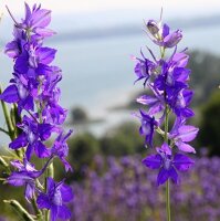 Consuelda real "Galilee Mix" (Delphinium consolida) orgánica semillas