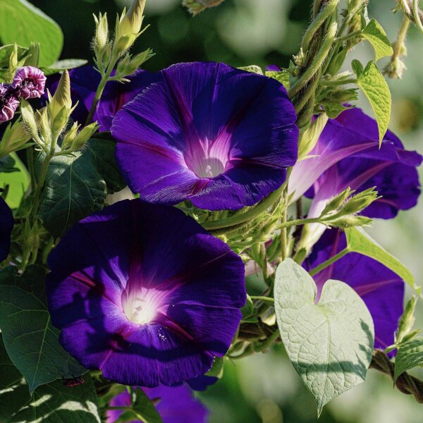 Campanilla morada (Ipomoea purpurea) orgánica semillas