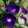 Campanilla morada (Ipomea purpurea) orgánica semillas