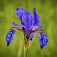 Lirio de Siberia (Iris sibirica) orgánico semillas