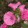 Malva real (Lavatera trimestris) orgánica semillas