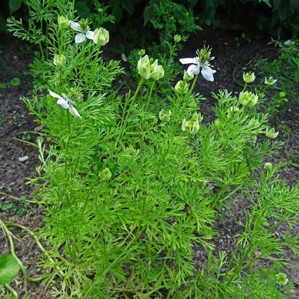 Ajenuz/ comino negro (Nigella sativa) orgánico semillas