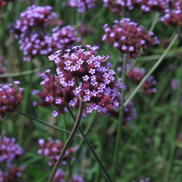 Verbena púrpura (Verbena bonariensis) orgánica semillas