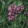 Verbena púrpura (Verbena bonariensis) orgánica semillas