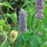 Menta coreana (Agastache rugosa) orgánica semillas