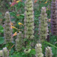 Menta coreana (Agastache rugosa) orgánica semillas