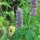 Menta coreana (Agastache rugosa) orgánica semillas
