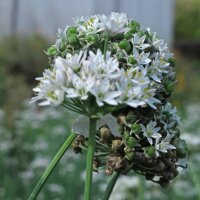 Cebollino chino (Allium tuberosum) orgánico semillas