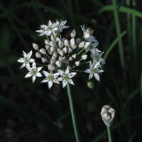 Cebollino chino (Allium tuberosum) orgánico semillas