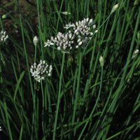 Cebollino chino (Allium tuberosum) orgánico semillas