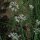 Cebollino chino (Allium tuberosum) orgánico semillas