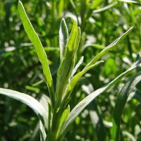 Estragón (Artemisia dracunculus) orgánico semillas