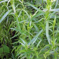 Estragón (Artemisia dracunculus) orgánico semillas