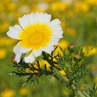 Flor de muerto (Chrysanthemum coronarium) orgánico...