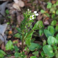 Hierba de cucharas (Cochlearia officinalis) orgánica semillas