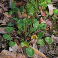 Hierba de cucharas (Cochlearia officinalis) orgánica semillas