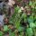 Hierba de cucharas (Cochlearia officinalis) orgánica semillas