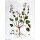 Hierba de cucharas (Cochlearia officinalis) orgánica semillas