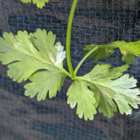 Cilantro de limón Dwarf Lemon (Coriandrum sativum) orgánico semillas