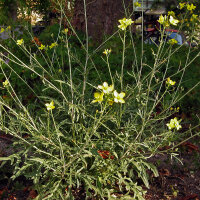 Jaramago (Diplotaxis muralis) orgánico semillas