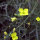 Jaramago (Diplotaxis muralis) orgánico semillas