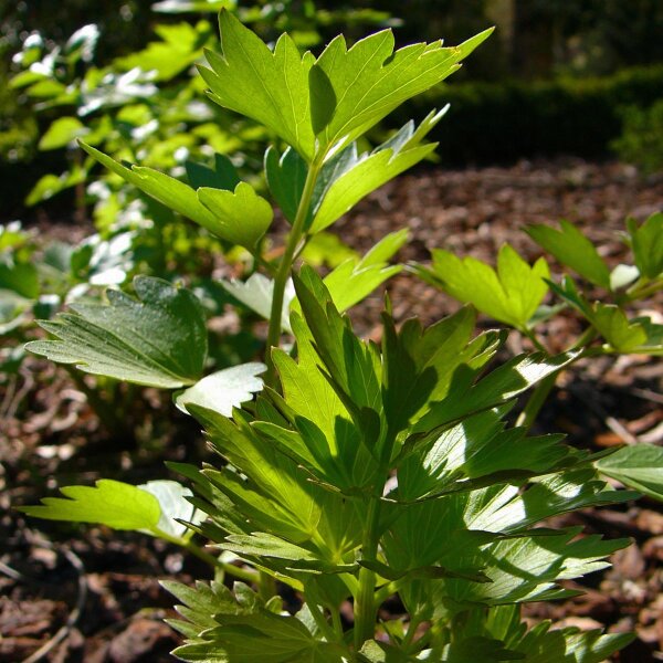 Apio de monte (Levisticum officinale) orgánico semillas