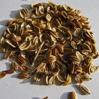 Apio de monte (Levisticum officinale) orgánico semillas