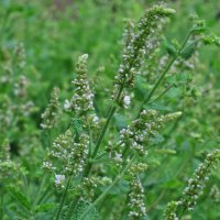 Menta de hoja redonda (Mentha suaveolens) orgánica...