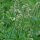 Menta de hoja redonda (Mentha suaveolens) orgánica semillas