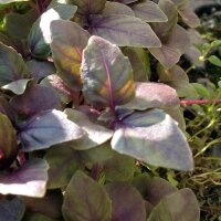 Albahaca morada (Ocimum basilicum) orgánica semillas