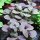 Albahaca morada (Ocimum basilicum) orgánica semillas