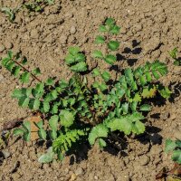 Pimpinela menor/ algáfita (Sanguisorba minor) orgánica semillas