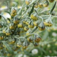 Ajenjo (Artemisia absinthium) orgánico semillas