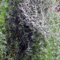 Ajenjo (Artemisia absinthium) orgánico semillas
